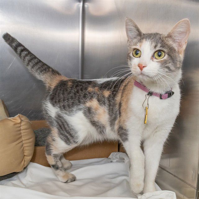 CHAI - Domestic Short Hair available for adoption