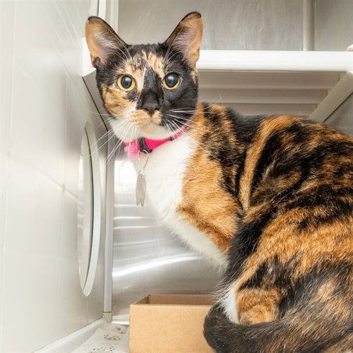 ARIES - Domestic Short Hair available for adoption
