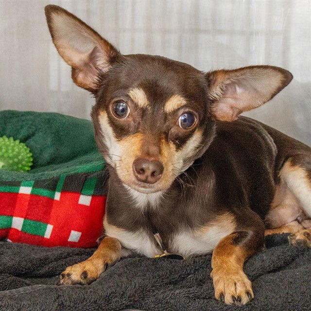 ROCKY - Chihuahua available for adoption
