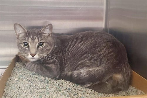 LOUIE - Domestic Short Hair for adoption in St. Louis