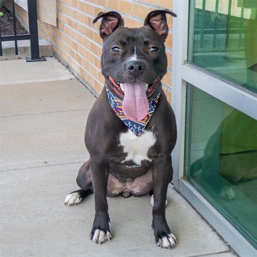 WAFFLES - Pit Bull Terrier available for adoption