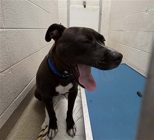 WAFFLES - Pit Bull Terrier available for adoption