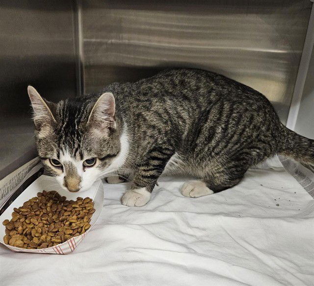 POKE - Domestic Short Hair available for adoption