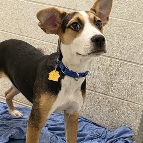 LILLIAN - Beagle / German Shepherd Dog available for adoption