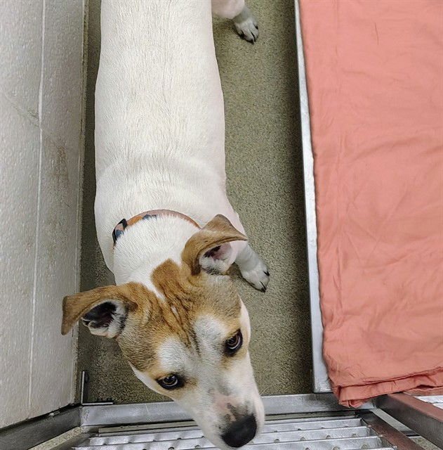 SHANNON - Pit Bull Terrier available for adoption