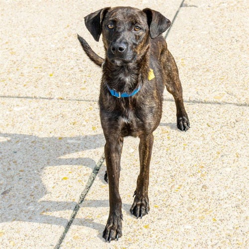 CARAMEL - Labrador Retriever available for adoption