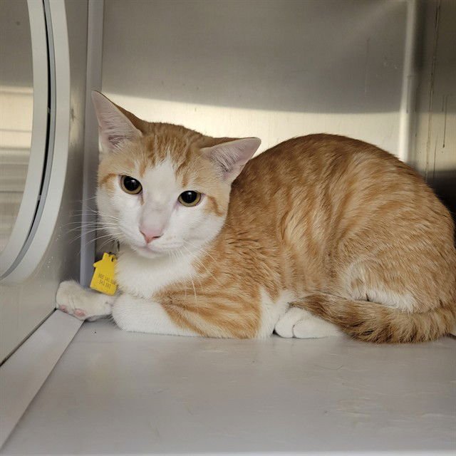 TOFFEE TASTIC - Domestic Short Hair available for adoption