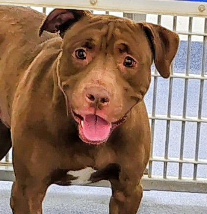 BOSS - Pit Bull Terrier available for adoption