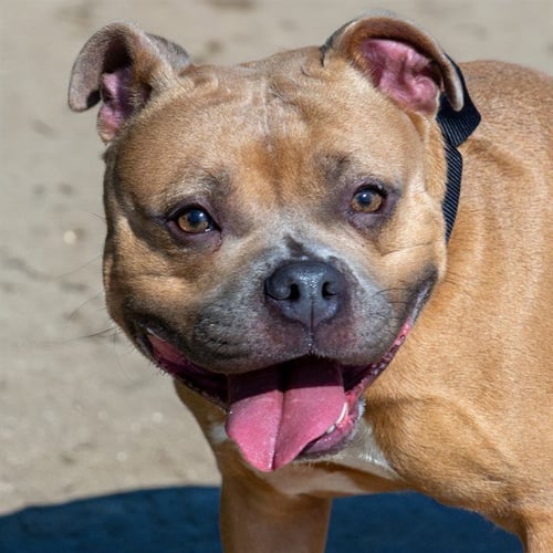 TINY DANCER - Pit Bull Terrier available for adoption