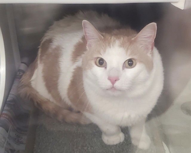 MILO - Domestic Short Hair available for adoption