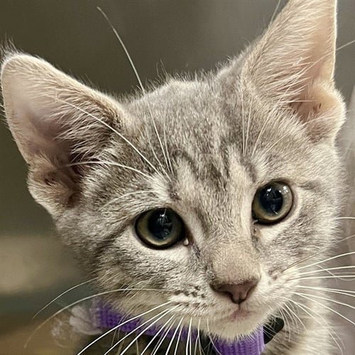 TAG - Domestic Short Hair available for adoption