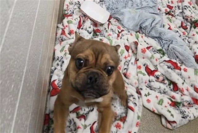 MISTER - French Bulldog available for adoption