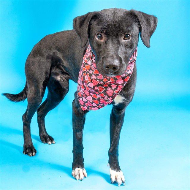 ROBOT - Labrador Retriever available for adoption