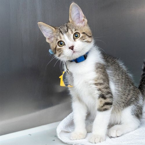 DAISY - Domestic Short Hair available for adoption