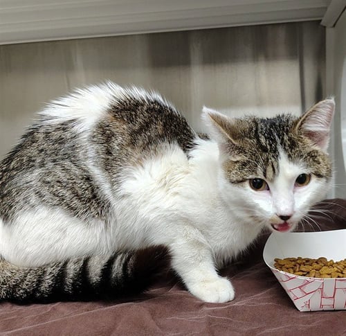SOPHIA - Domestic Short Hair available for adoption