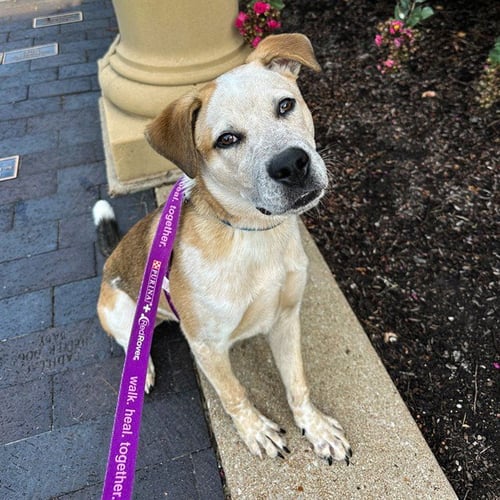 GROVER - Pit Bull Terrier / Australian Cattle Dog/Blue Heeler available for adoption
