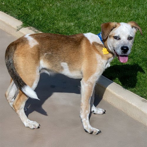 GROVER - Pit Bull Terrier / Australian Cattle Dog/Blue Heeler available for adoption