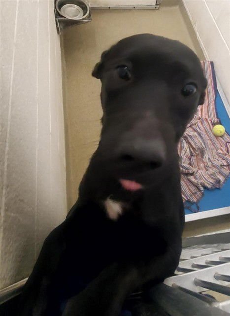 HUA - Labrador Retriever available for adoption