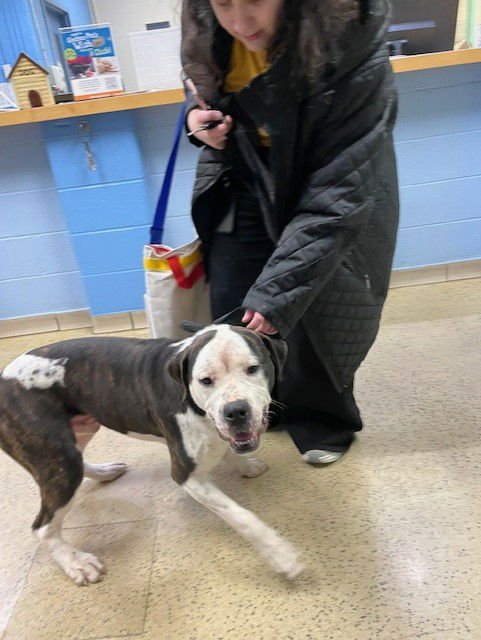 SHAMROCK - American Bulldog available for adoption