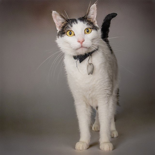 FREDDIE Image