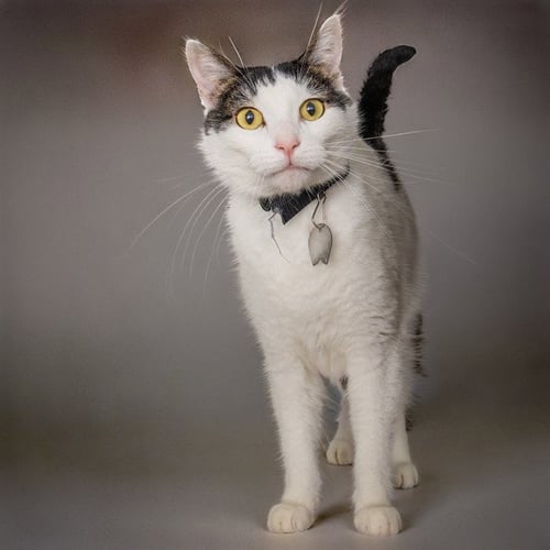 FREDDIE - Domestic Short Hair available for adoption