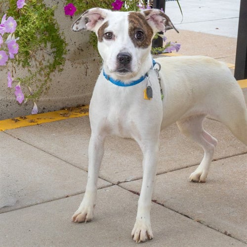 NOOKIE - Australian Cattle Dog/Blue Heeler available for adoption