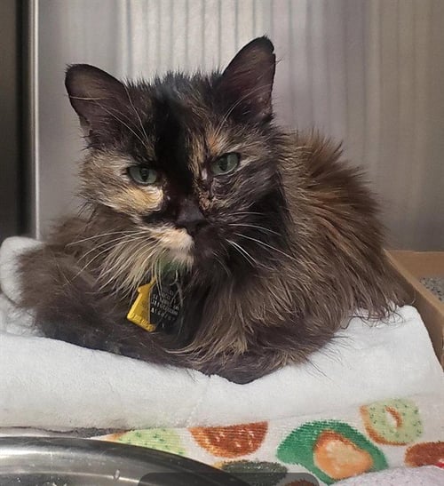 SAFFRON - Domestic Medium Hair available for adoption