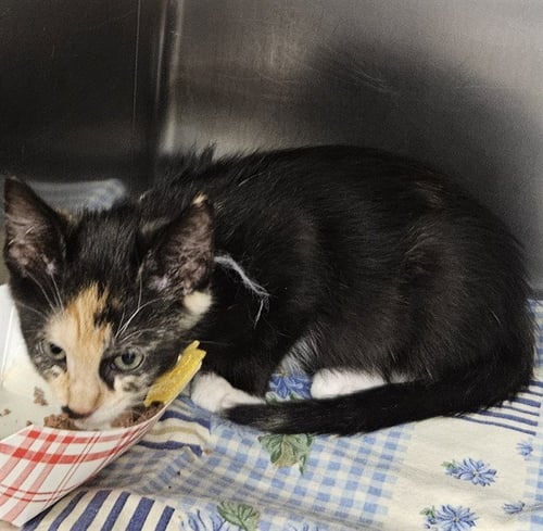 EVIE - Domestic Short Hair available for adoption