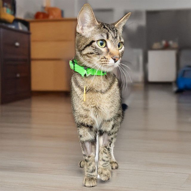 GRAPEVINE - Domestic Short Hair available for adoption