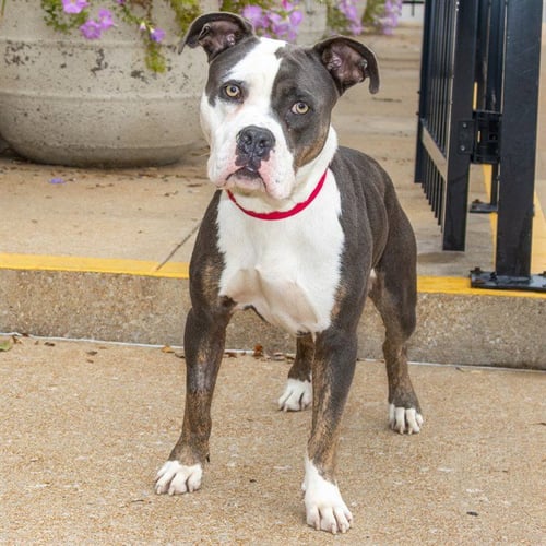 PINE - American Bulldog available for adoption