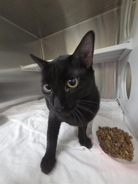 DASH - Domestic Short Hair available for adoption