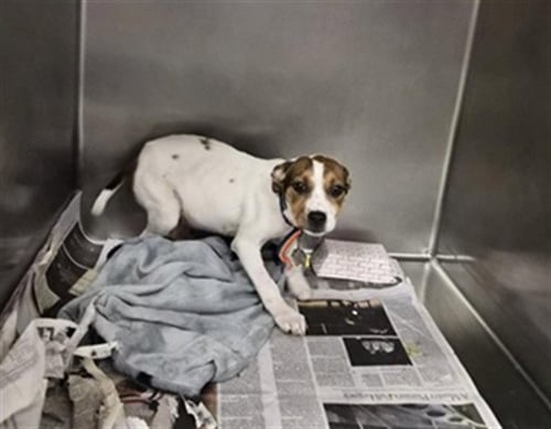 WOBBLE - Australian Shepherd available for adoption