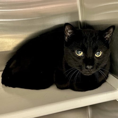 OBERON - Domestic Short Hair available for adoption