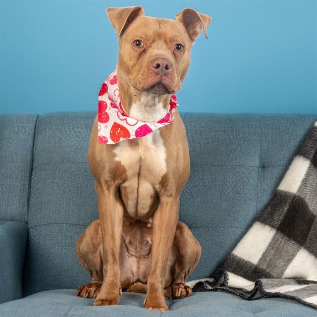 BELLE - Pit Bull Terrier available for adoption