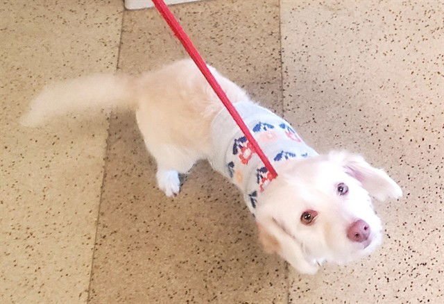 AURORA - Cairn Terrier / Dachshund available for adoption