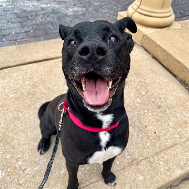 HARLEY - Labrador Retriever available for adoption