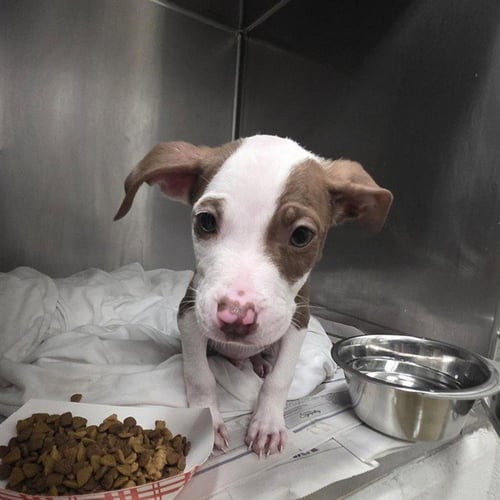 ANIMAL - Pit Bull Terrier available for adoption