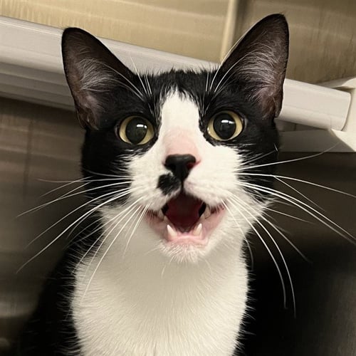 CHARLIE - Domestic Short Hair available for adoption