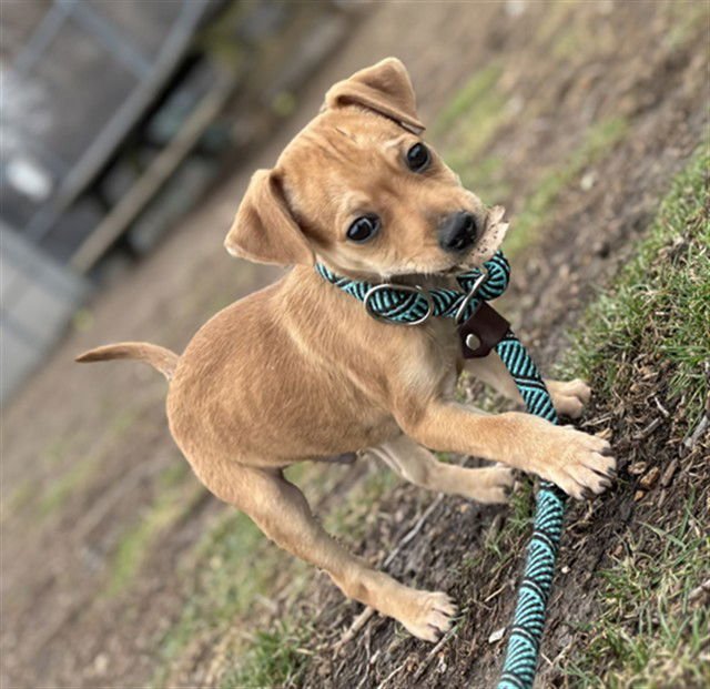 HANNIBAL - Australian Cattle Dog/Blue Heeler / Beagle available for adoption