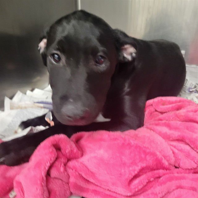 OBSIDIAN - Pit Bull Terrier / Labrador Retriever available for adoption