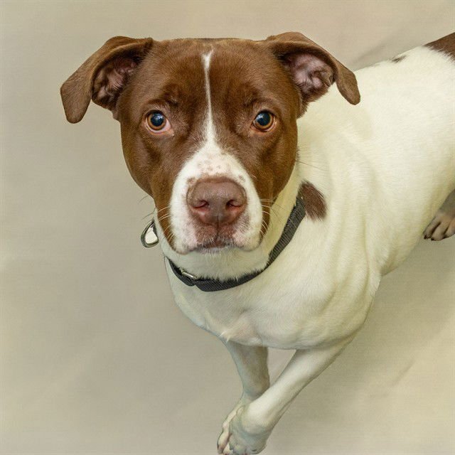 COCO - Pit Bull Terrier / Pointer available for adoption