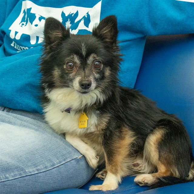 AEROSMITH - Chihuahua available for adoption