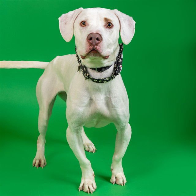 SAPPHIRE - Pit Bull Terrier / Basset Hound available for adoption