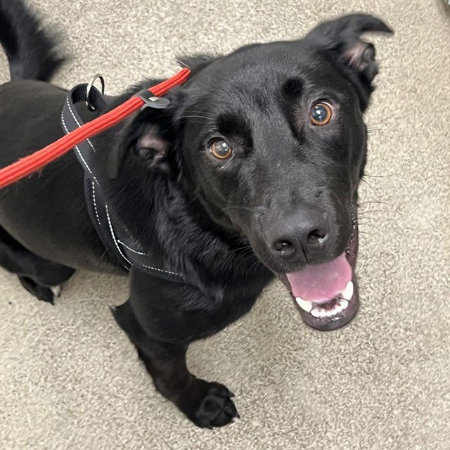COOPER - Labrador Retriever available for adoption