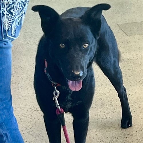 SKYE - German Shepherd Dog / Labrador Retriever available for adoption