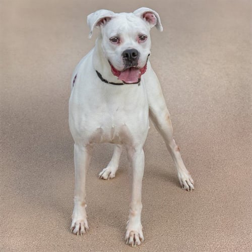 MEA - Boxer available for adoption