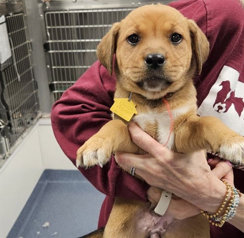 NETTLE - Labrador Retriever available for adoption