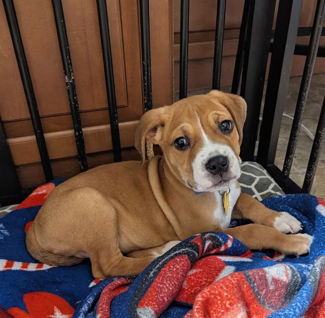 GENE - Plott Hound available for adoption