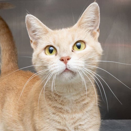 MRS APPLE - Domestic Short Hair available for adoption
