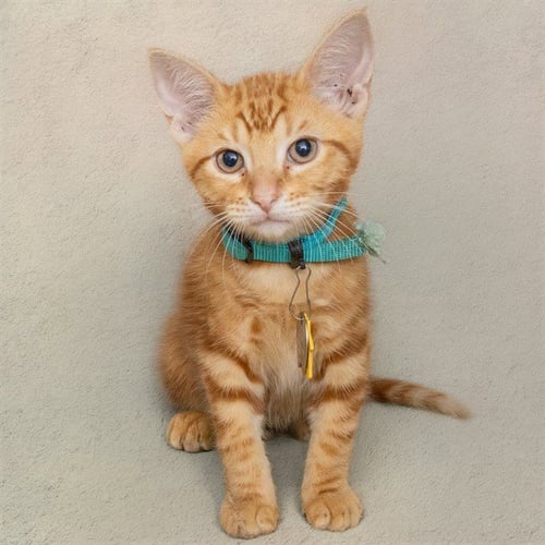 BLACKTIP SHARK - Domestic Short Hair available for adoption